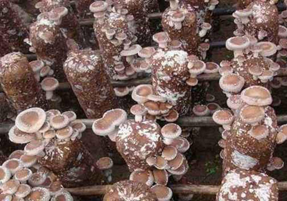 香菇种植怎么预防霉菌,香菇杂菌防治小妙招