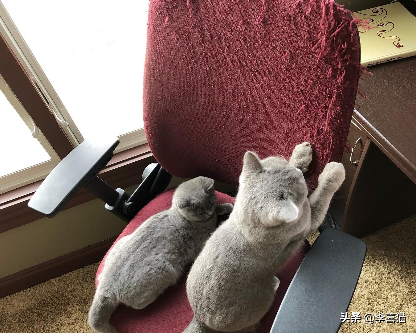 铲屎官如何避免猫咪挠到自己,铲屎官都会被猫咪挠吗