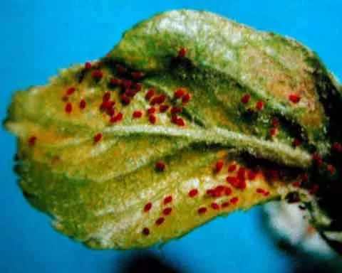 大樱桃如何防治果蝇虫害,樱桃园果蝇怎么防治