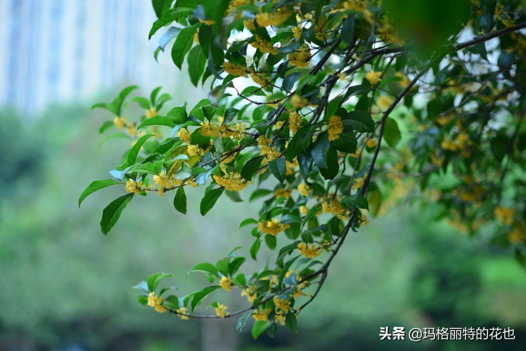 花园里四季常青的树,花园里四季都绿的植物