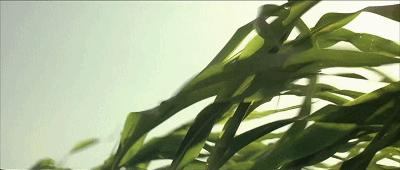 近30年来中国最好的电影,一部三十年前的国产青春电影