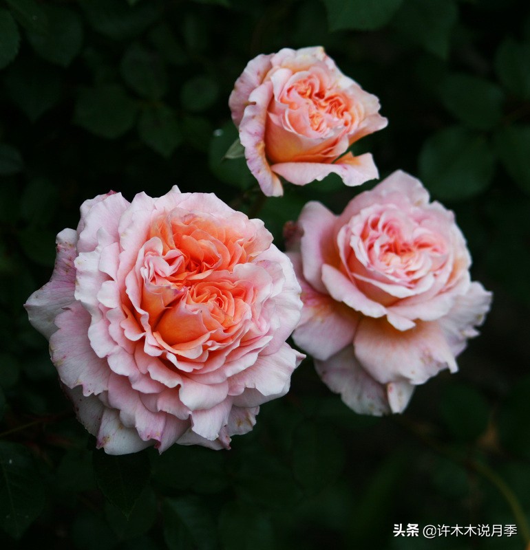 月季叶子掉光变成光杆了怎么回事？用这几招让你的月季满血复活