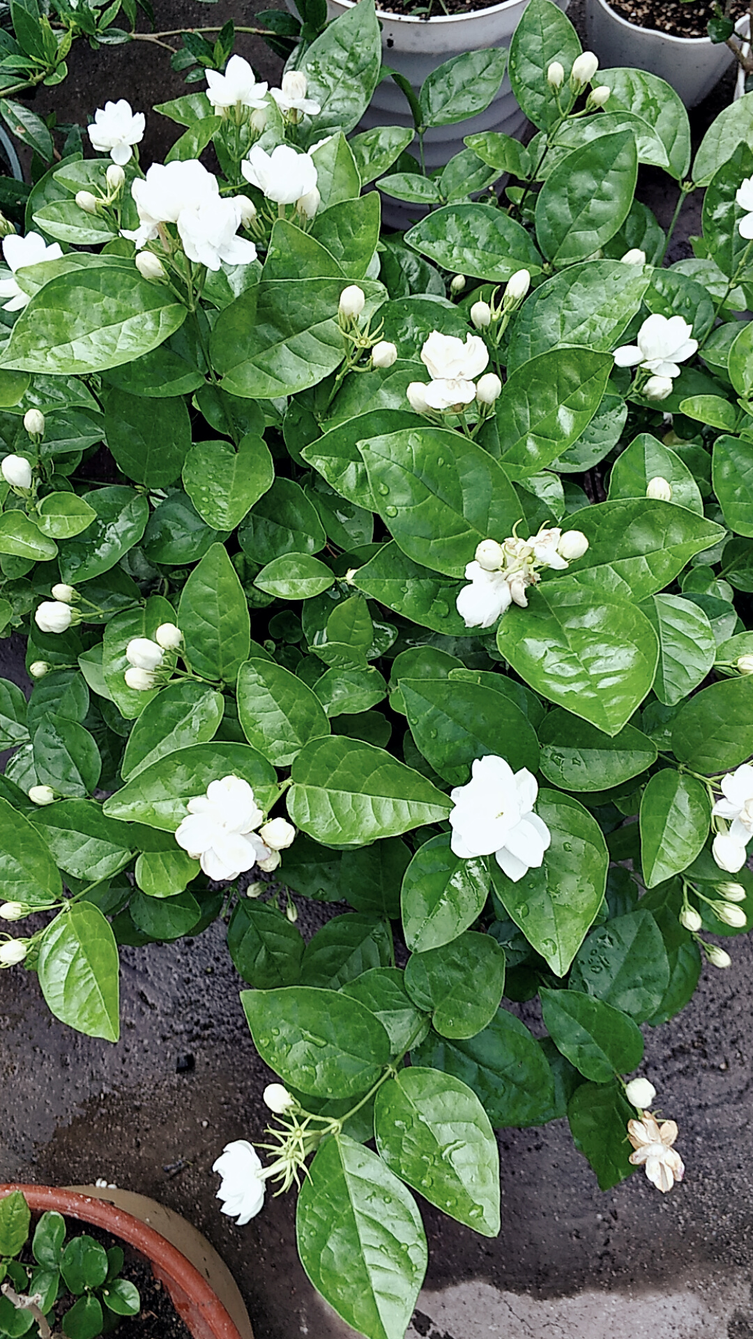 茉莉花叶片干枯掉落怎么回事,茉莉花叶子干枯脱落是什么原因