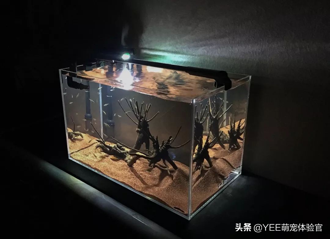 强大的硝化细菌,硝化细菌无处不在吗