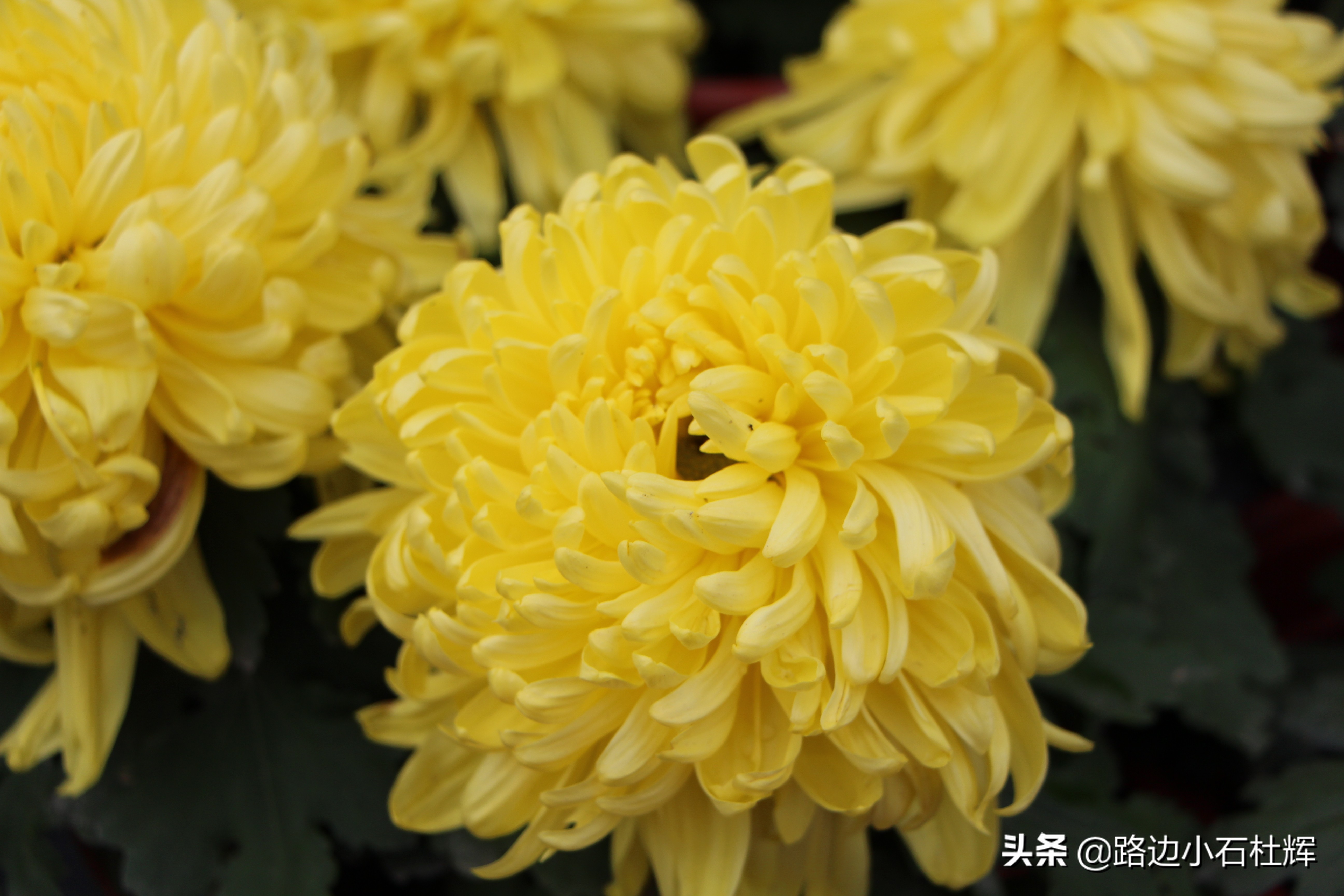 扬州瘦西湖之行,扬州瘦西湖游一圈