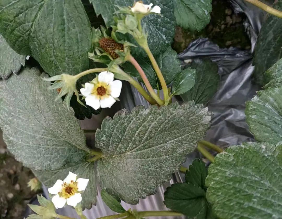 草莓如何预防低温天气,草莓行情分析