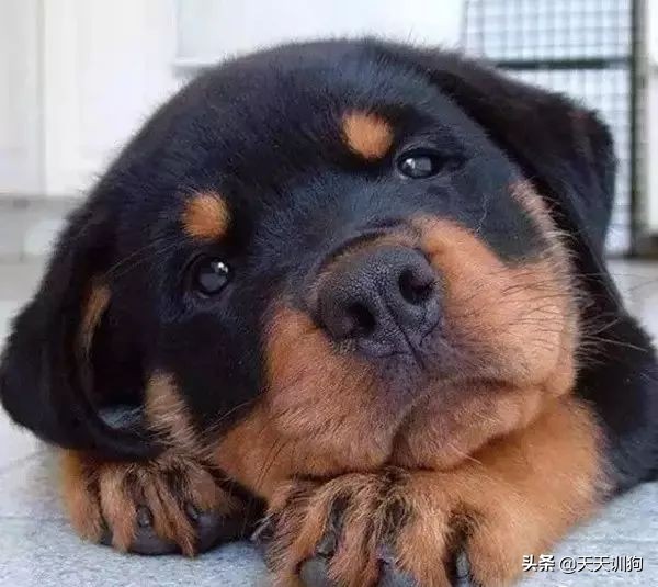 为什么德国犬种那么多,德国大型犬有哪些