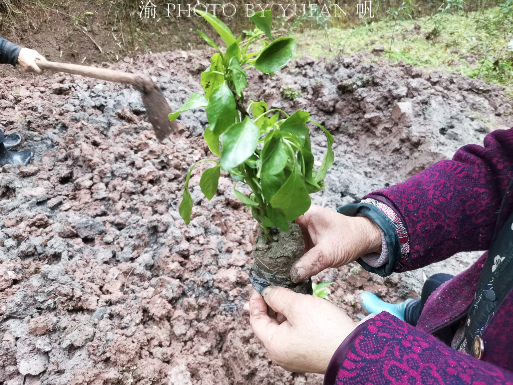 批发各种蔬菜苗苦瓜苗 (西瓜苦瓜丝瓜黄瓜甜瓜辣椒苗出售)