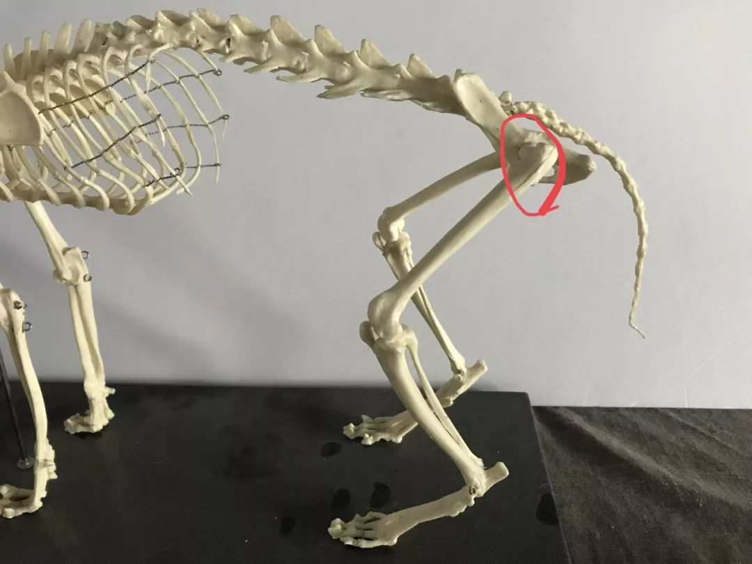 十字韧带正确使用方法,前交叉韧带健身房康复动作