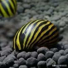 鱼缸中的清洁工最好的选择,鱼缸清洁工清道夫有作用吗