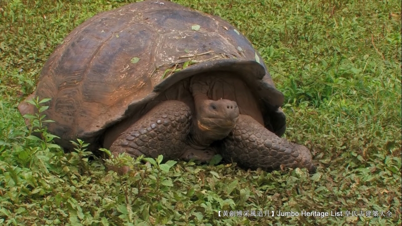 世界上最长寿的象龟多少岁,迄今发现最长寿的龟