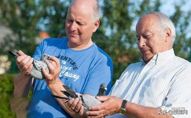 冠军孵化器——福雷迪和雅克.范希兄弟鸽舍