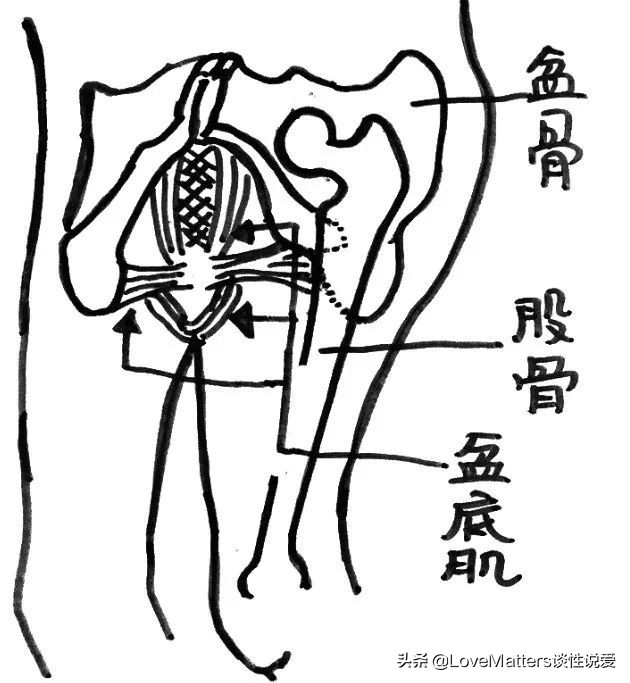 ella产后漏尿,ella产后恢复秘诀