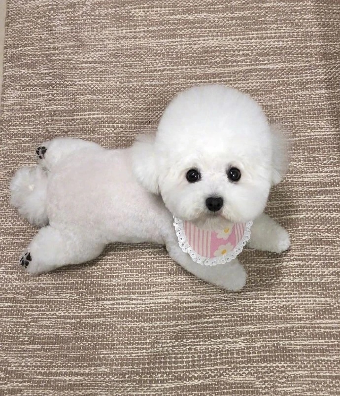 很受欢迎的狗,比较受欢迎的宠物狗