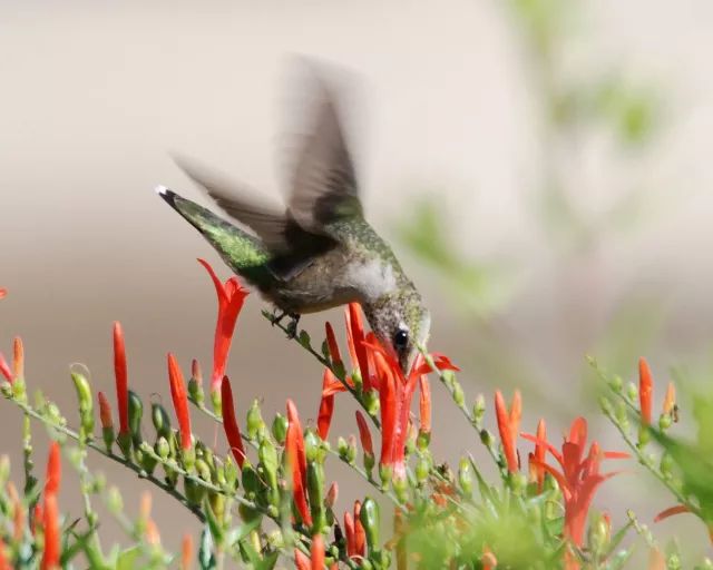 干货分享种植小技巧,混合花境设计与种植建议