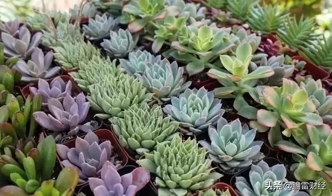山东80后小伙种多肉植物，利用互联网销售，月收入两三万