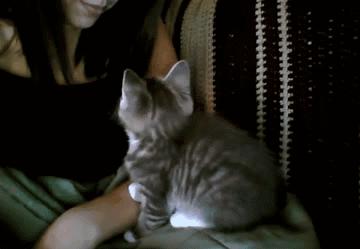 猫咪为什么会发出喵叫声,猫咕噜咕噜还发出喵喵喵的叫声