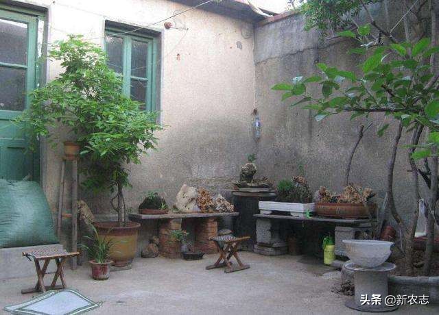 五鬼树有什么作用,五鬼树