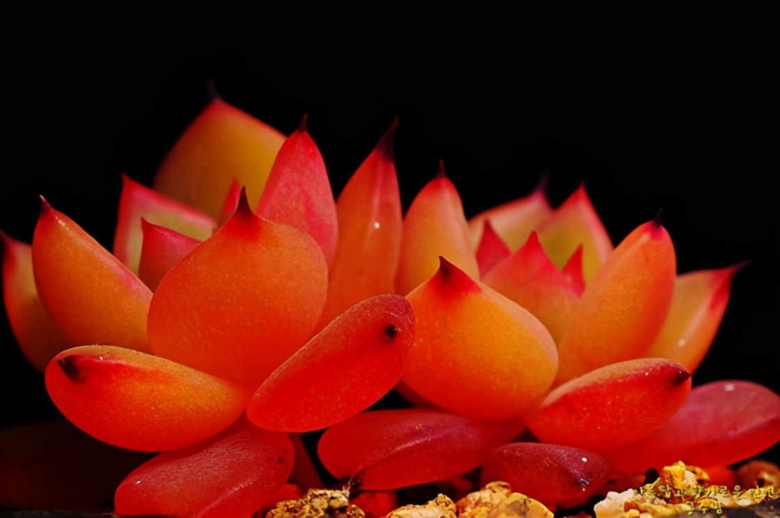 韩国多肉有多仙,韩国公主多肉图片大全