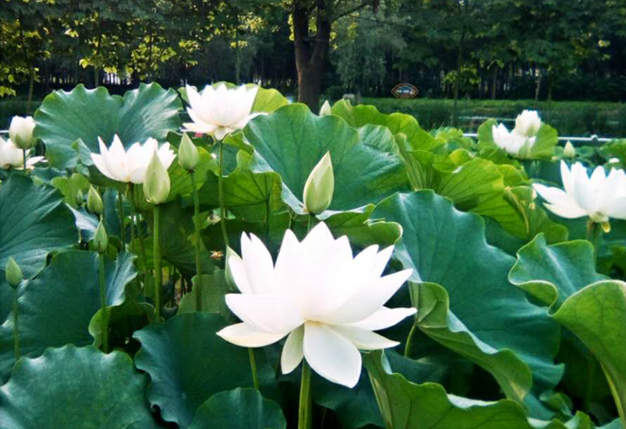 观赏荷花地方推荐河南,河南荷花特别多的地方在哪里