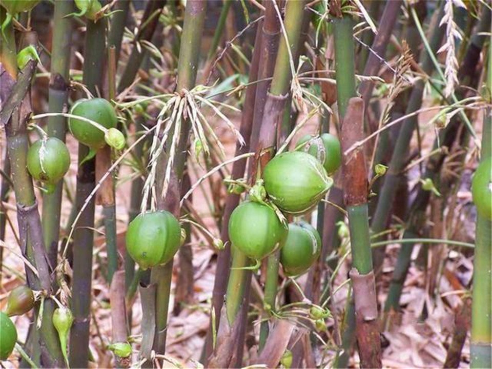 “竹子开花，马上搬家”，竹子开花真的预示有“大灾”要发生吗？