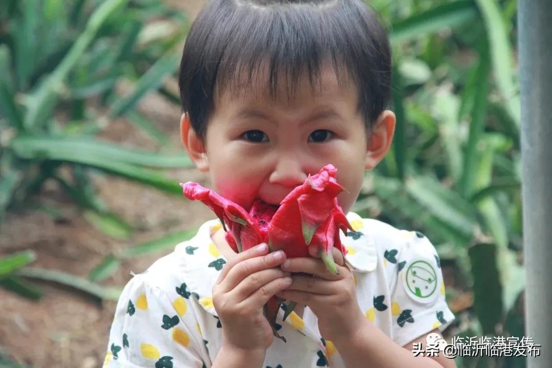 白莲镇火龙果采摘,火龙果采摘园欢迎您的到来