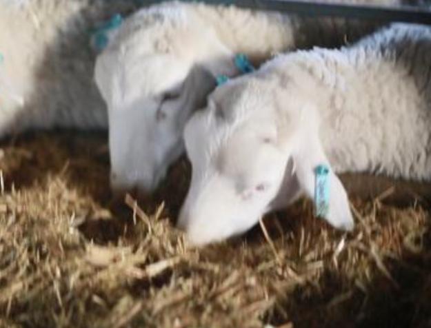 羊不吃草料什么原因怎么治疗,羊羊不吃草