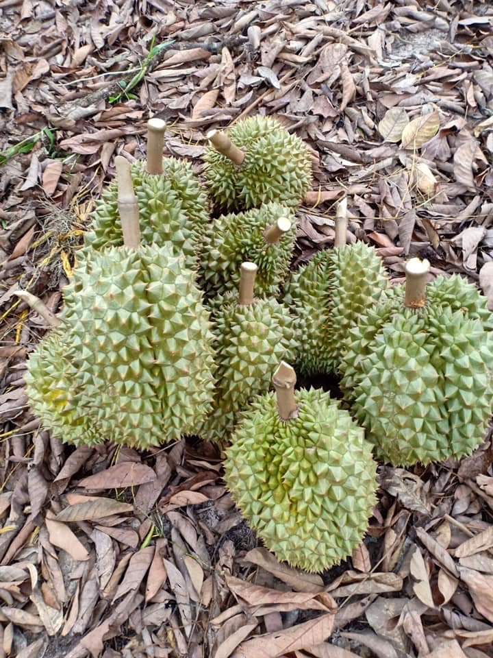 榴莲品种d13,泰国榴莲d197是什么品种