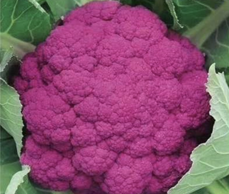 春季菜花种植管理,菜花种植管理技术