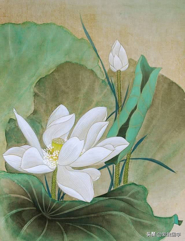 古今有关咏莲的诗词名句,咏莲的诗句唯美