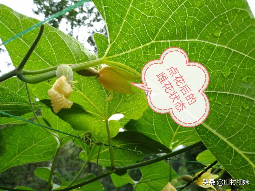 罗汉果点花后,为啥停止生长?弄懂以下3个原因,解决办法在这里