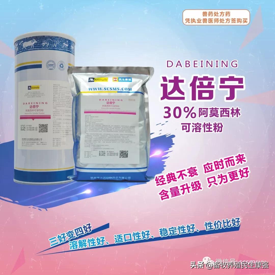 猪蓝耳圆环副猪混合感染,猪蓝耳混合感染母猪症状