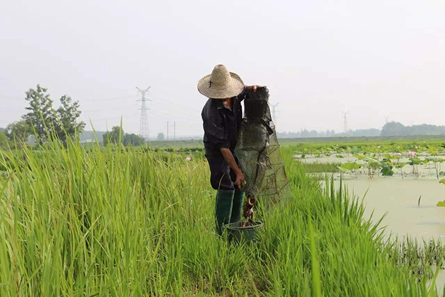 小龙虾不长个,养殖小龙虾不退壳怎么办