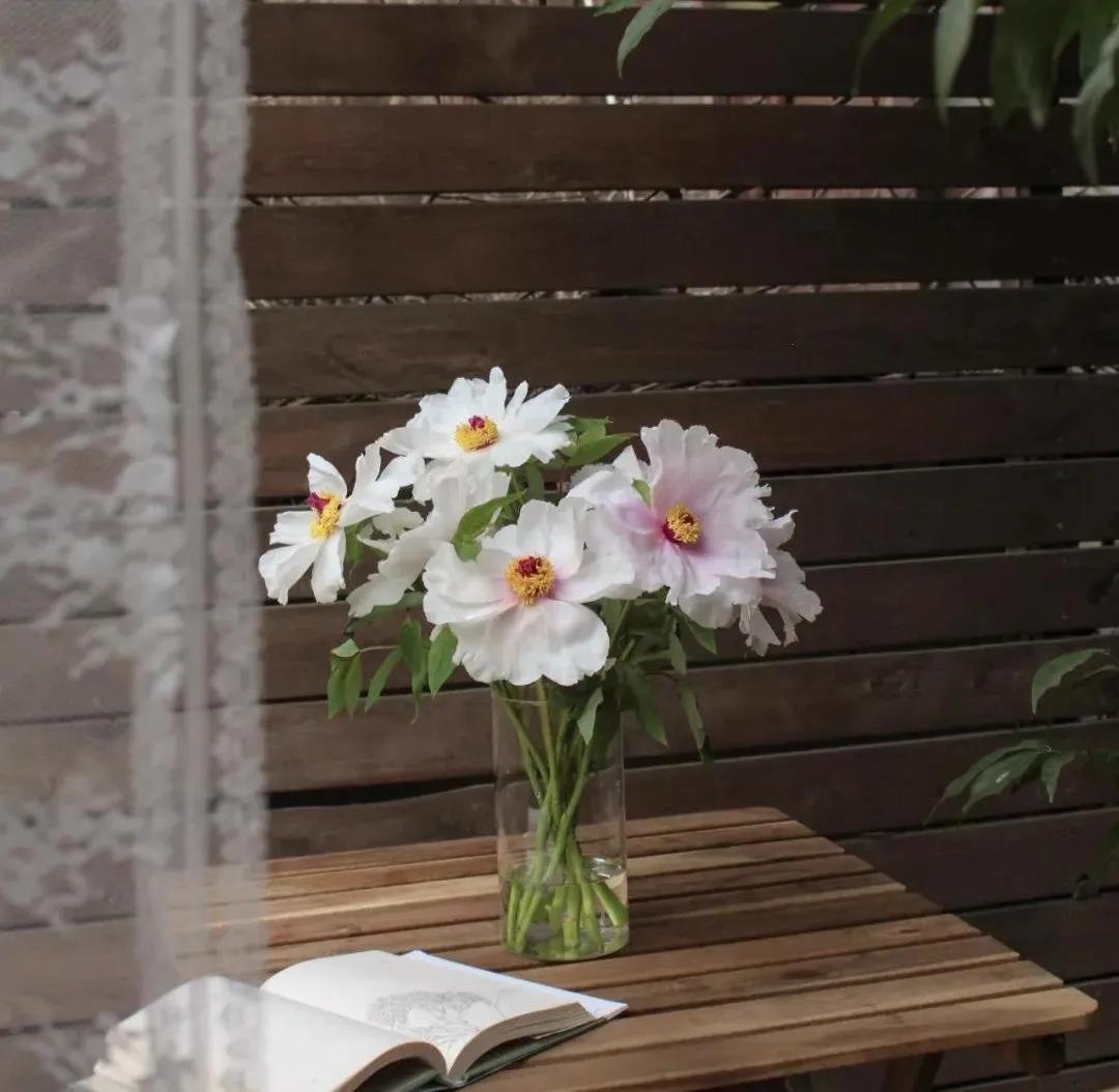 牡丹鲜切花：解语应倾国，无情亦动人