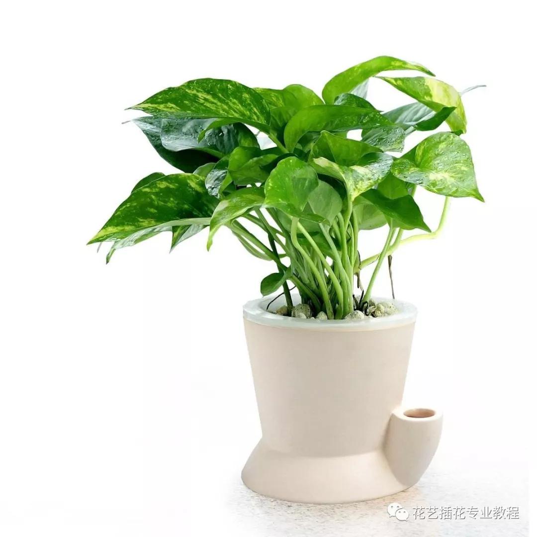 摘下来一小节绿萝该怎么养活,绿萝的叶子放水里可以养活吗