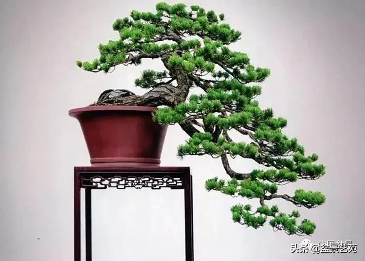 金银花盆景的修剪方法,盆景的修剪知识与技法