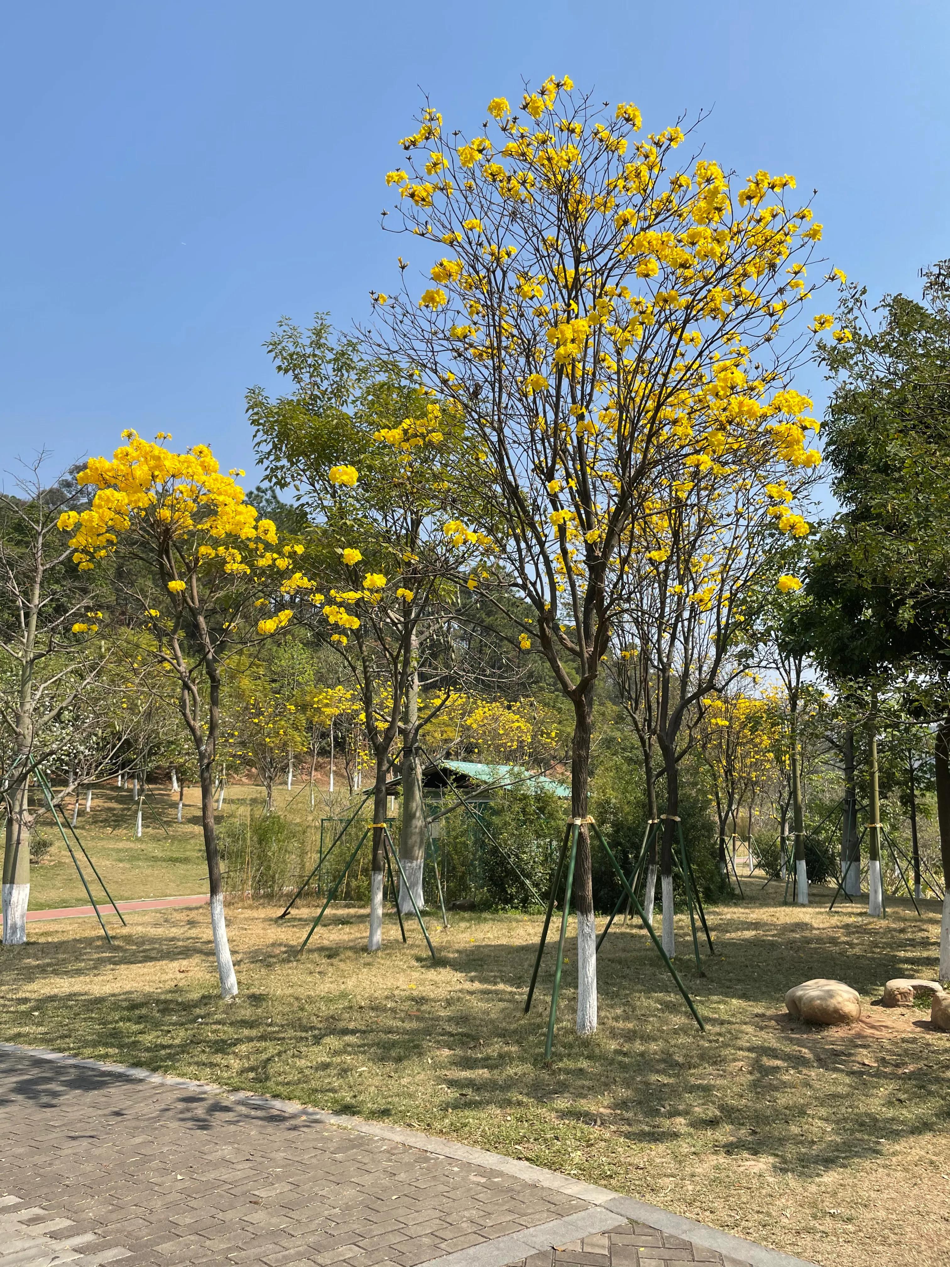 东莞旗峰公园爬山打卡,东莞人的公园