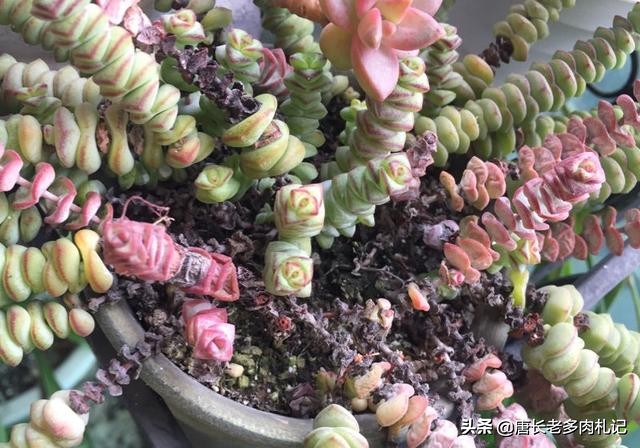 多肉植物钱串子开花吗怎么养,多肉钱串怎么养才能更美观