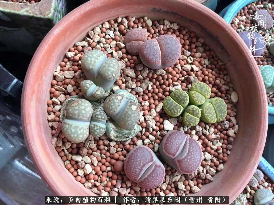 生石花庭院,晶莹剔透的生石花