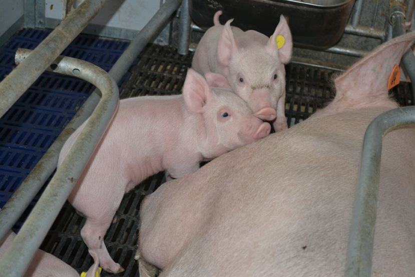 猪场育肥猪单纯咳嗽怎么治,猪场里发生咳嗽是怎么回事