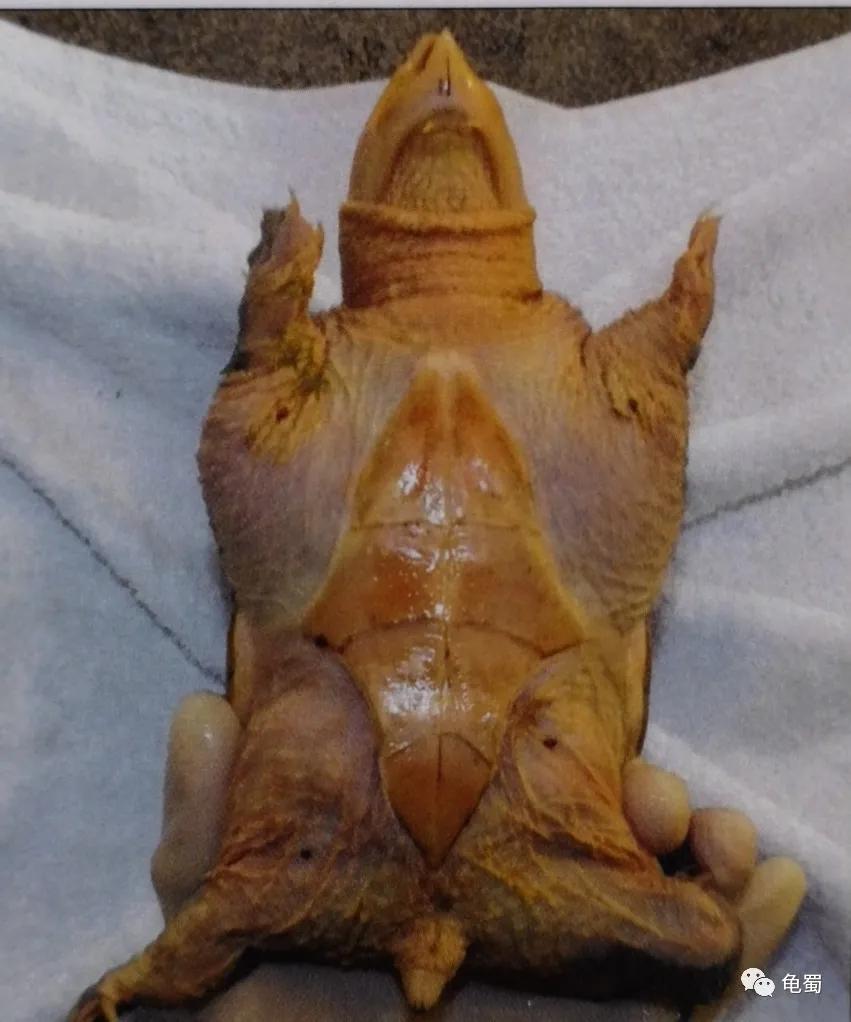 minimonster杭州,minimonster绘本