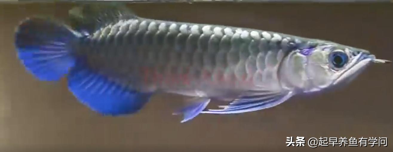 红龙养殖基本知识,红龙养殖十大误区