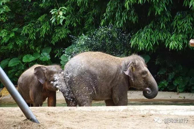 广州长隆野生动物园全程步行攻略,2天游玩广州长隆野生动物园攻略