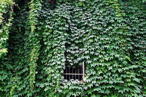 绿萝喜欢喝这三种水绿萝长得旺盛,家养绿萝给绿萝喝点什么长得好