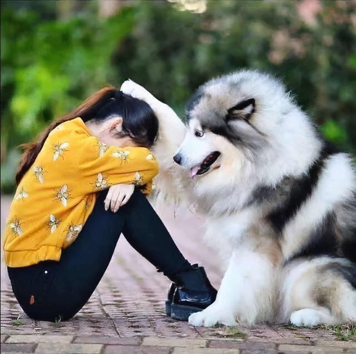 三个人逗一只狗,一只狗开心的日常