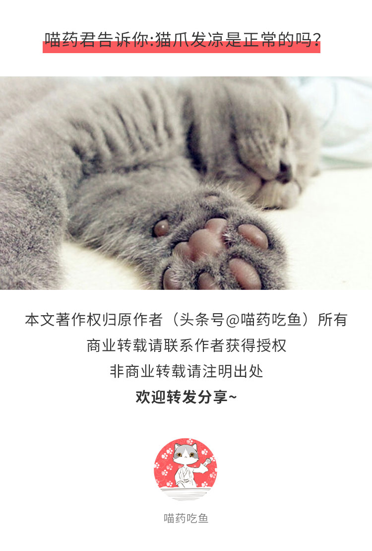 猫咪常见的几种疾病铲屎官必看,猫爪冰凉是怎么回事