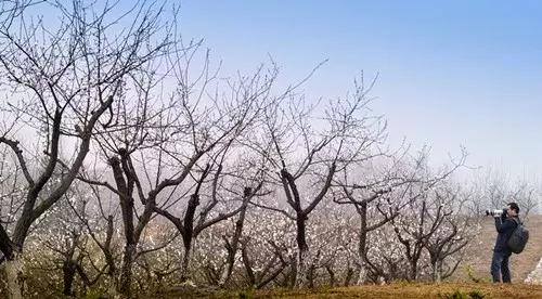 安徽春天去哪看花,安徽春天赏花攻略景点推荐