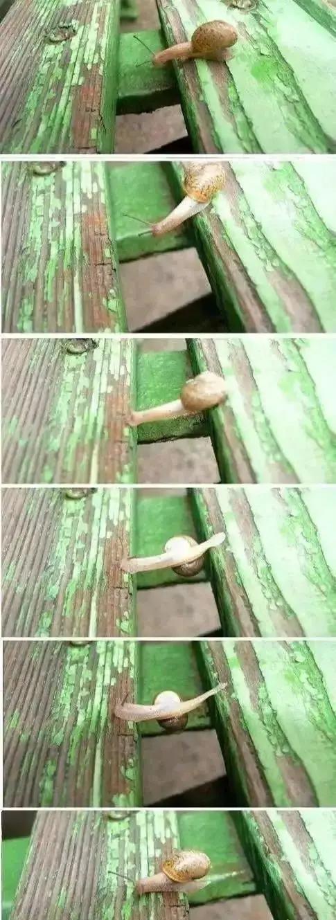 凤凰涅槃浴火重生图片,凤凰涅盘浴火重生的意思是什么