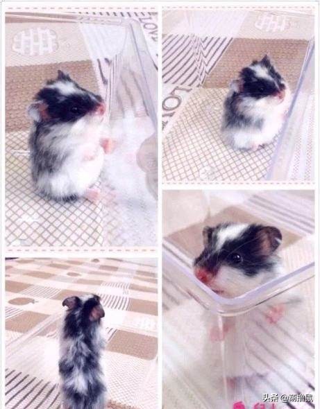 仓鼠繁育注意事项,仓鼠怀孕后的注意事项