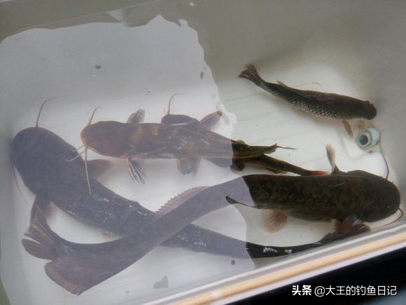 野钓鲫鱼串钩用哪种钩好,手竿用串钩和不用串钩哪个好